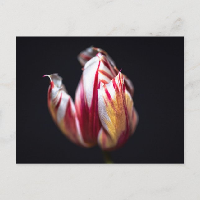 Tulip Vykort (Framsida)