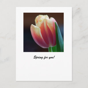 Tulip Vykort