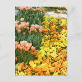 Tulip [vykort] vykort