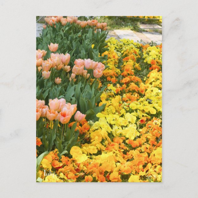 Tulip [vykort] vykort (Framsida)