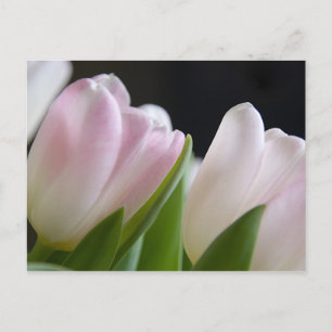 Tulip-vykort Vykort