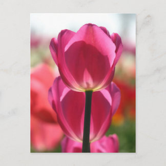 Tulip-vykort Vykort