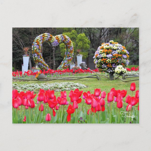 Tulip [vykort] vykort (Framsida)