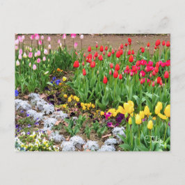 Tulip [vykort] vykort