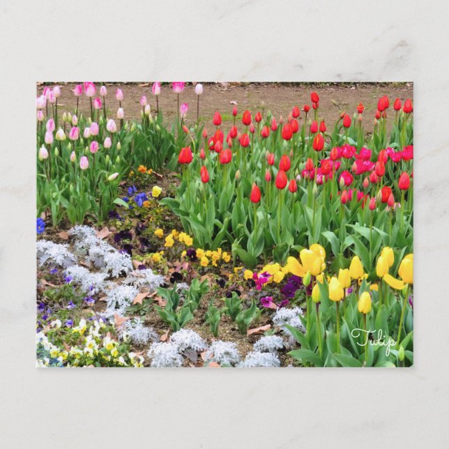 Tulip [vykort] vykort (Framsida)