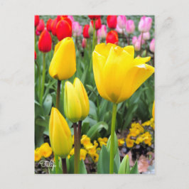 Tulip [vykort] vykort