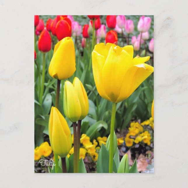 Tulip [vykort] vykort (Framsida)