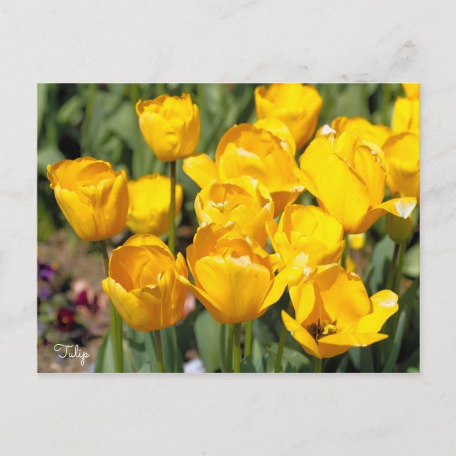 Tulip [vykort] vykort (Framsida)