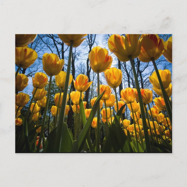 Tulip-vykort Vykort (Framsida)