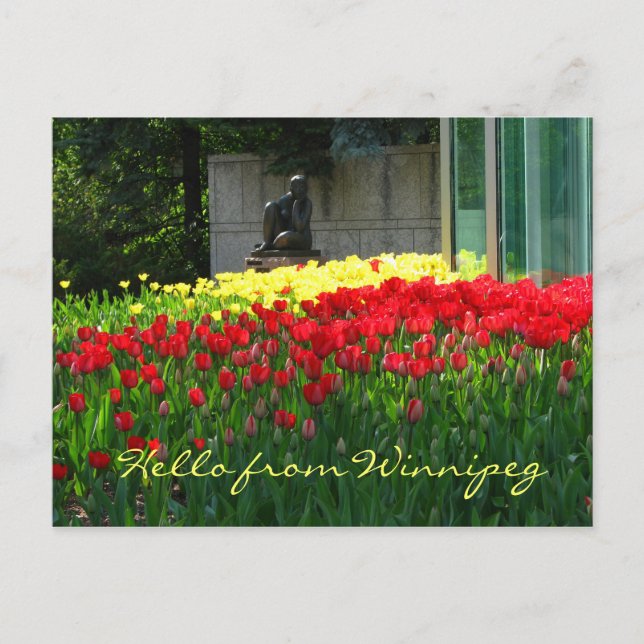 Tulip-vykort Vykort (Framsida)