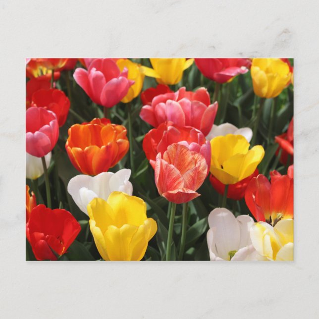 Tulip-vykort Vykort (Framsida)