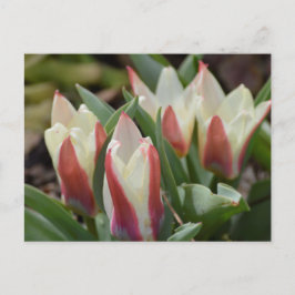 Tulip-vykort Vykort