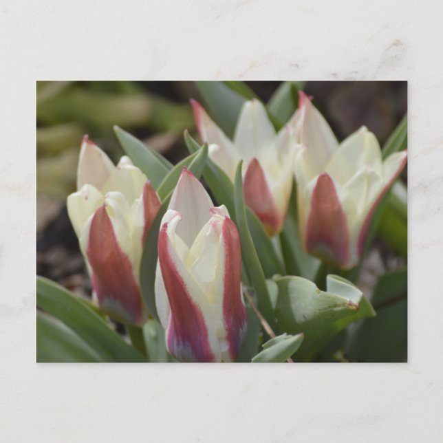 Tulip-vykort Vykort (Framsida)
