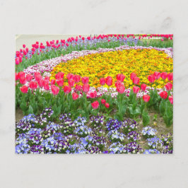 Tulip [vykort] vykort