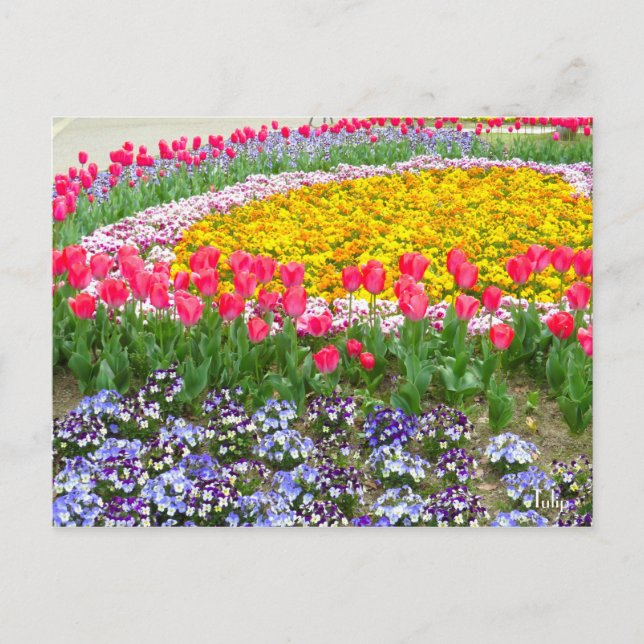 Tulip [vykort] vykort (Framsida)