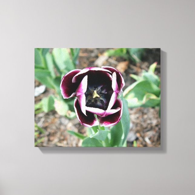Tulip Wrapped Canvas (Framsida)