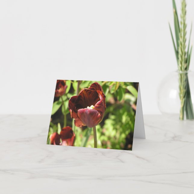 Tulip "Zoomerschoom"-kort Helgkort (Framsida)