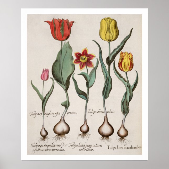 Tulipa: 1.Tulipa lutea maculis rubens; 2.Tulipa au Poster (Framsidan)