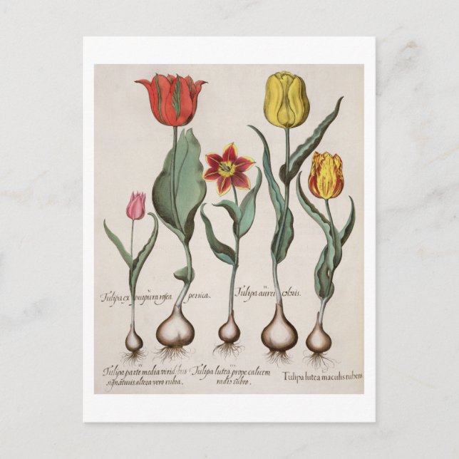 Tulipa: 1.Tulipa lutea maculis rubens; 2.Tulipa au Vykort (Framsida)