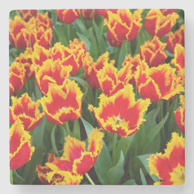 Tulipa Fabio, Keukenhof, Nederländerna Stenunderlägg (Framsidan)