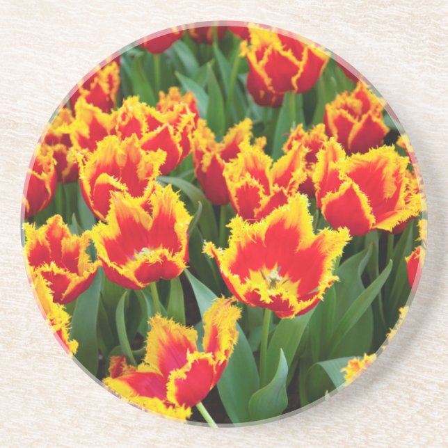 Tulipa Fabio, Keukenhof, Nederländerna Underlägg Sandsten (Framsidan)