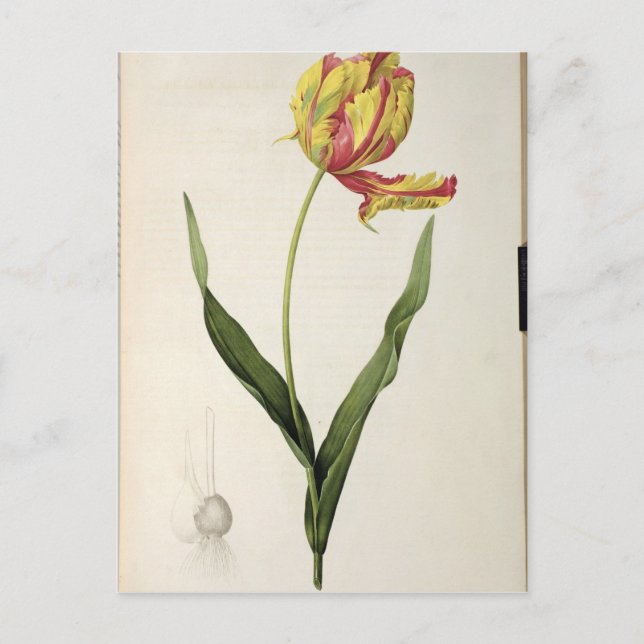 Tulipa gesneriana dracontia från "Les Vykort (Framsida)