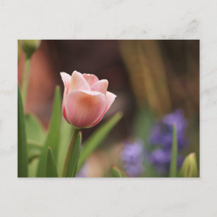 Tulipa Vykort