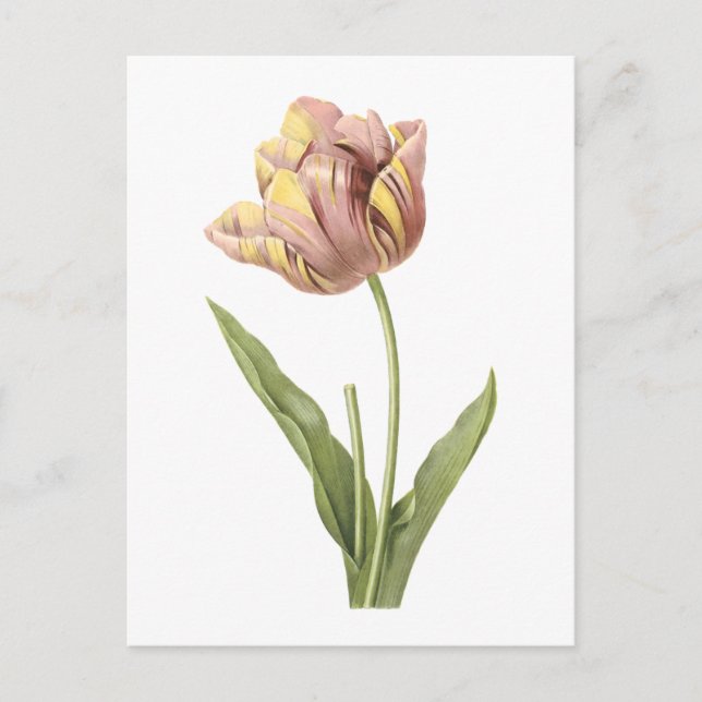 tulipan(Tulipa culta) av Redouté Vykort (Framsida)
