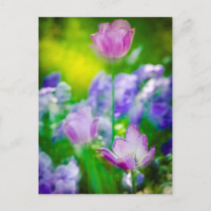 Tulipanträdgård, Giverny, Frankrike Vykort