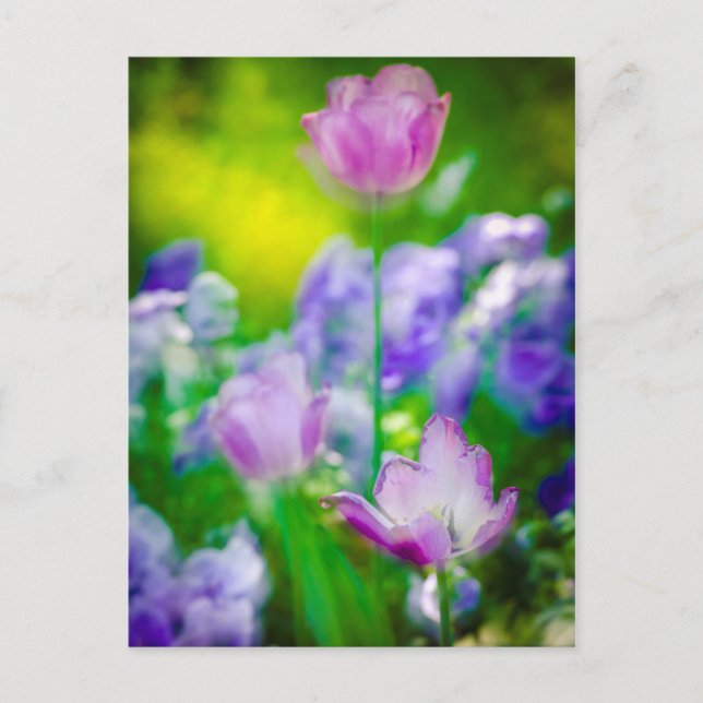 Tulipanträdgård, Giverny, Frankrike Vykort (Framsida)