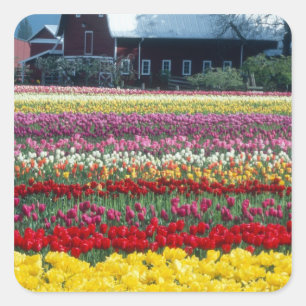 Tulipanutställnings trädgård, Skagit county, Fyrkantigt Klistermärke
