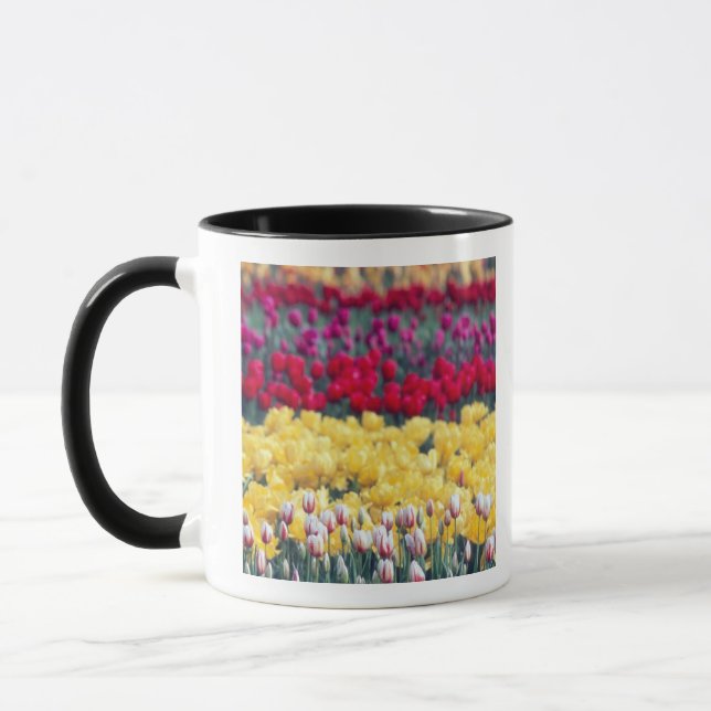Tulipanutställningsträdgård i Skagit-dalen, Mugg (Vänster)