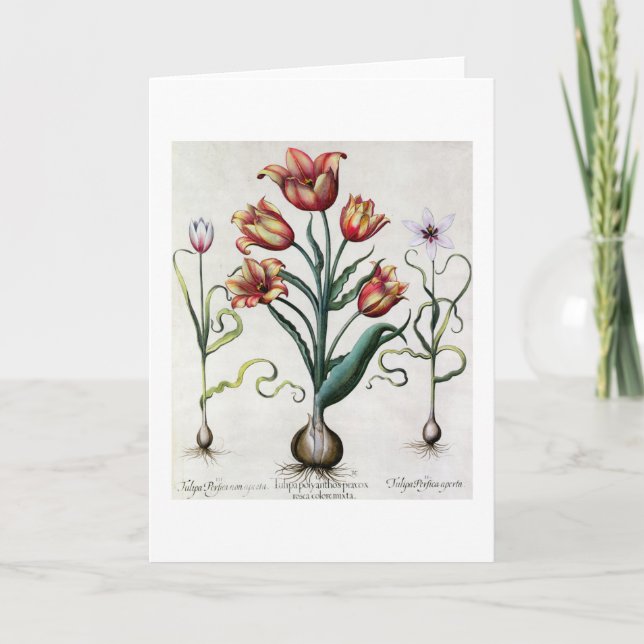 TulipaPerfica non aperta, Tulipa Polyanthos Praco Kort (Framsida)