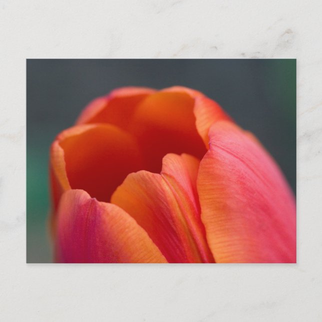 Tulipberget Vykort (Framsida)
