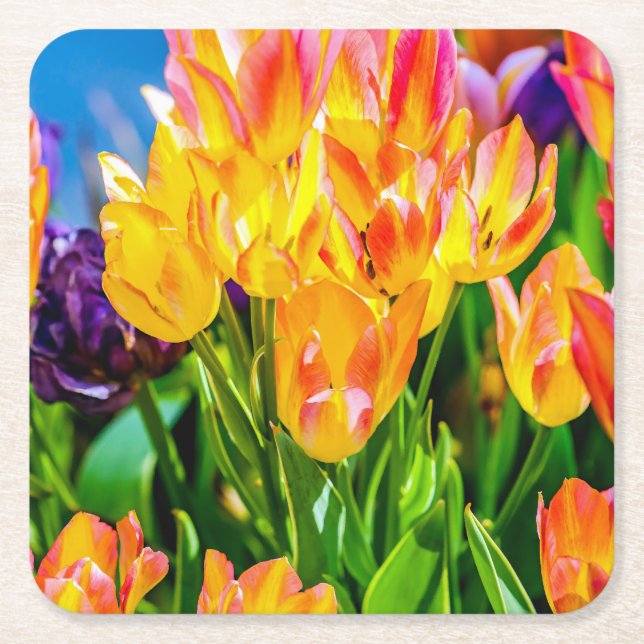 Tulipblommor - Frodas Underlägg Papper Kvadrat (Framsidan)