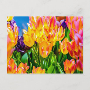 Tulipblommor - Frodas Vykort
