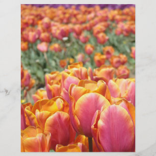 Tulipblommor Scrapbook papper Scrapbooking