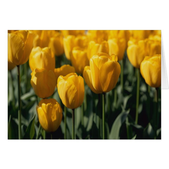 Tuliper 3 hälsningskort (Framsidan Horizontal)