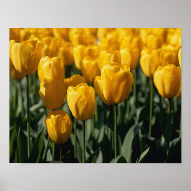 Tuliper 3 poster (Framsidan)