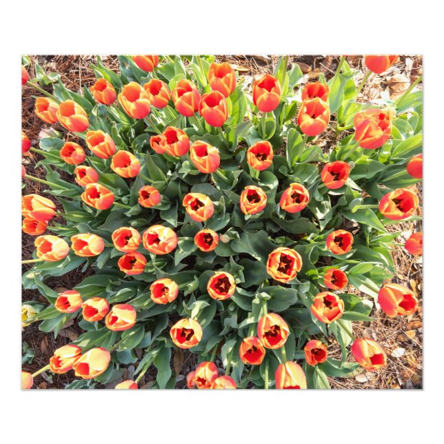 Tuliper betraktade uppifrån fototryck (Framsidan)