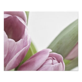 Tuliper blommar fototryck