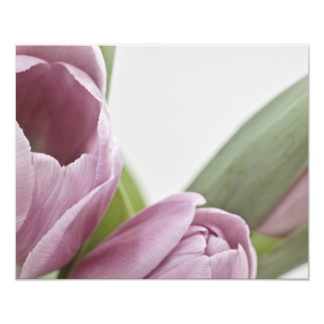 Tuliper blommar fototryck (Framsidan)