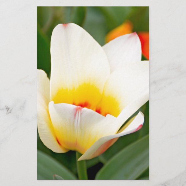 Tuliper Brevpapper (Framsida)