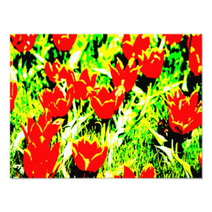 Tuliper Fototryck