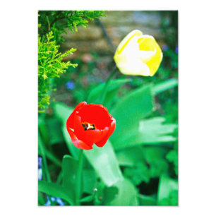 Tuliper Fototryck