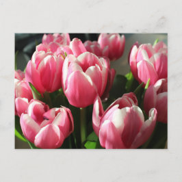 Tuliper från Amsterdam 2 Vykort