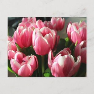 Tuliper från Amsterdam 2 Vykort