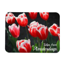Tuliper från Amsterdam Magnet