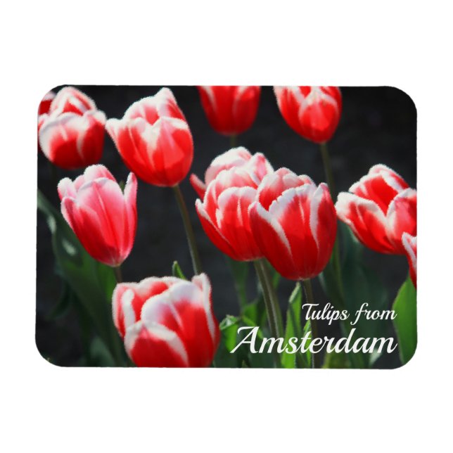 Tuliper från Amsterdam Magnet (Horisontell)