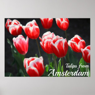 Tuliper från Amsterdam Poster